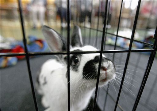 emedstores's tweet image. Dangerous 'Rabbit Fever' Spikes in the US yahoo.com/health/us-case… via @YahooHealth #health #wellness