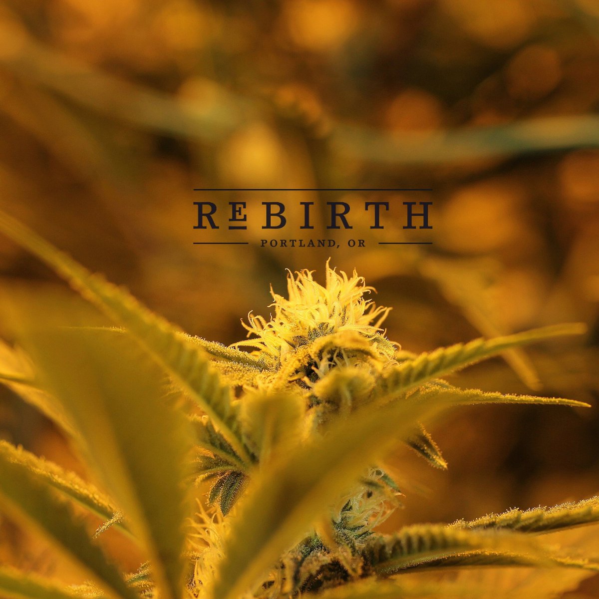 RebirthOregon's tweet photo. #ReBirthOregon #ommp #recreationalmarijuana https://t.co/1jBlhhB0r9