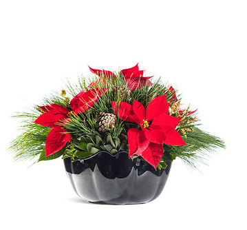 MandaRosas's tweet photo. Para esta navidad, que mejor regalo que este precioso arreglo de noche buena.
Haz tu pedido!
https://t.co/oVfFjfUS8s https://t.co/Mj7UXyQ4q7