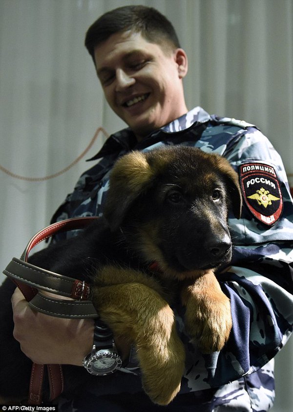 jesuischien's tweet photo. ❤🐶🐾 #YoungDiesel #BraveDog #JeSuisChien 🐾🐶 ❤ https://t.co/Q69KQio6Yh