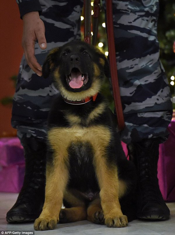 jesuischien's tweet photo. ❤🐶🐾 #YoungDiesel #BraveDog #JeSuisChien 🐾🐶 ❤ https://t.co/6ESPvu7GG7