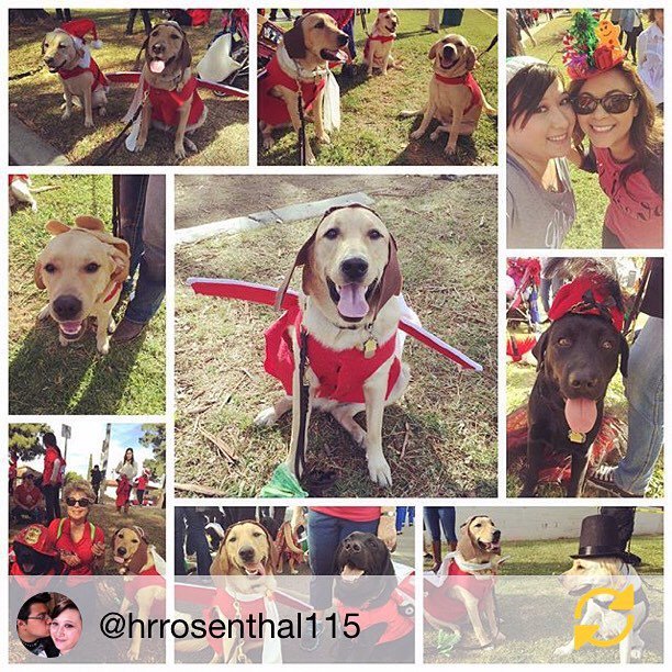 GuideDogsGDA's tweet photo. Sharing @hrrosenthal115 great collage of #guidedogsgda puppy-in-training Aero and friends … https://t.co/MfNsNOdx8g https://t.co/vGPzmsk1vB