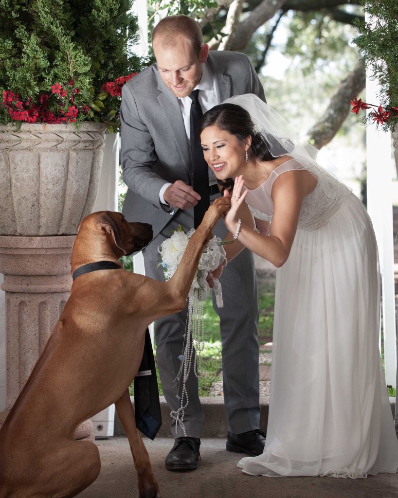 ericasobba's tweet photo. The most impawtant guest at the wedding. #doinglifewithkenny #weddingdogs #rhodesianridebacks https://t.co/Zgh9vrFkbm