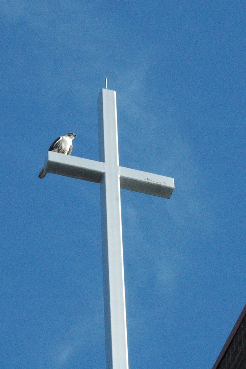 bonnersprings's tweet photo. Just for fun :) this rather large hawk landed on the steeple at First Christian Church as we were driving by today. https://t.co/8FBeDeJn0S