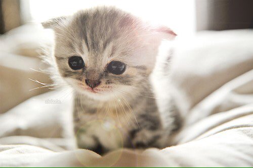 rt if you find it too cute! 😻