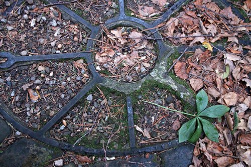 Andrew84003885's tweet photo. December Dawn Photography @yorkgategarden @PerennialGRBS https://t.co/BEmesf4ADC