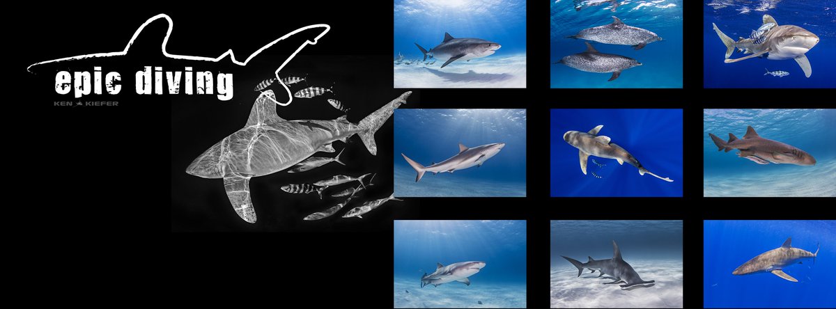 Interested in tiger sharks, great hammerheads or oceanic whitetips? Check out epicdiving.com! <a href="/kenkiefer2/">Ken Kiefer</a>