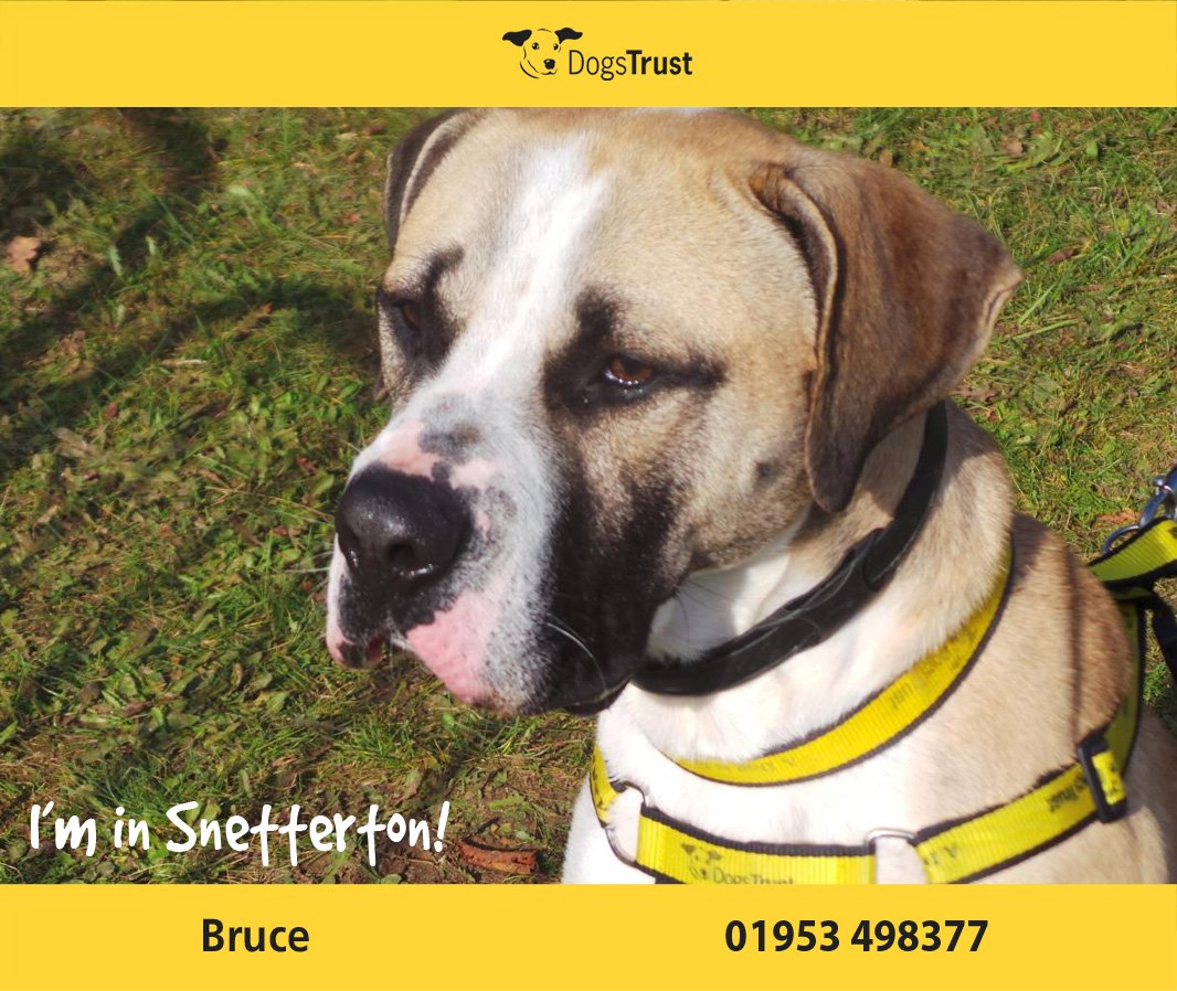 DogsTrust's tweet photo. Bruce is a lovely bouncy lad @dt_Snetterton who loves his food and playing with toys. #rehome https://t.co/B1CApvmwgJ