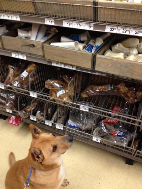 JerseyTherapy's tweet photo. Hardest decision of my life which bone to choose?! Stop by for some good luck kisses this finals week! https://t.co/eiDduFIRN2