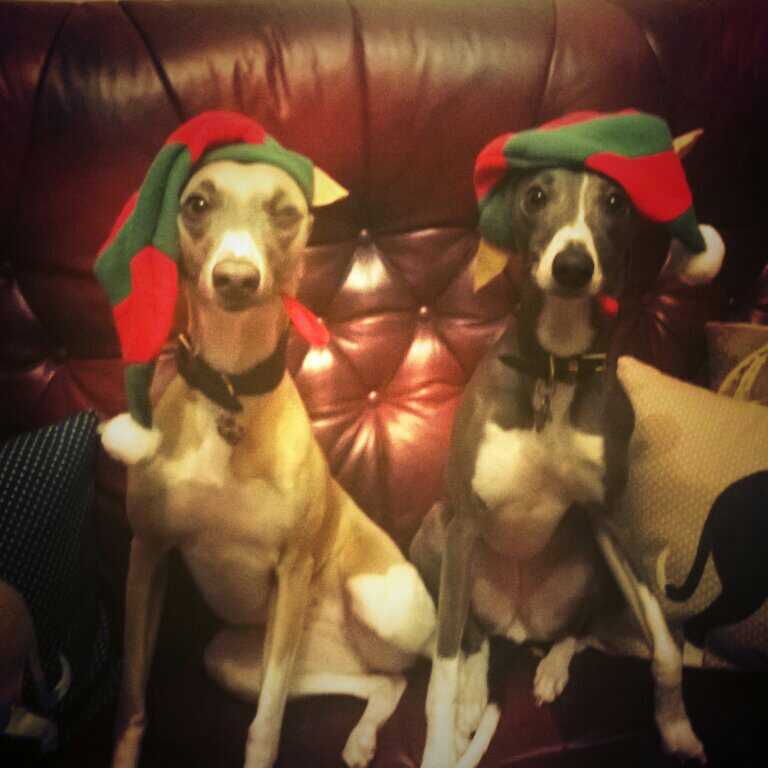WhippetWatch's tweet photo. @Tesco help these two Become #therapydogs only 3hrs left to raise £40  https://t.co/cWpgkj2cmh https://t.co/hW6Pd5VXOD