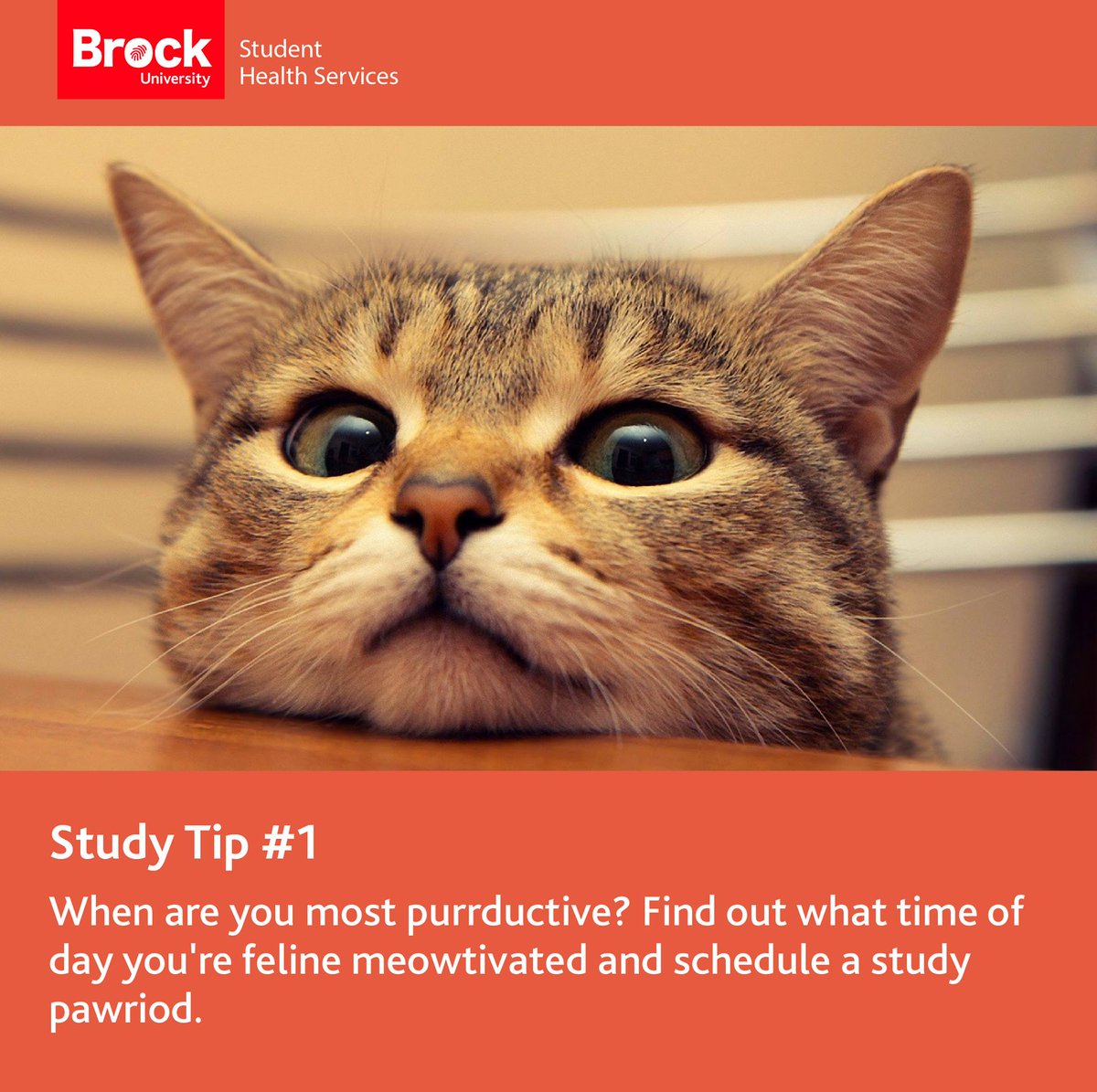 BrockSWAC's tweet photo. Paws for a moment and think about when your most purrductive. Schedule study periods when your most meowtivated! https://t.co/DVwhEFzpxx