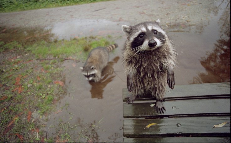 Vadeher's tweet photo. @mynameisandy ah I'm to late, the link doesn't work :( #sadracoon :P https://t.co/Pd6tyTLMPo