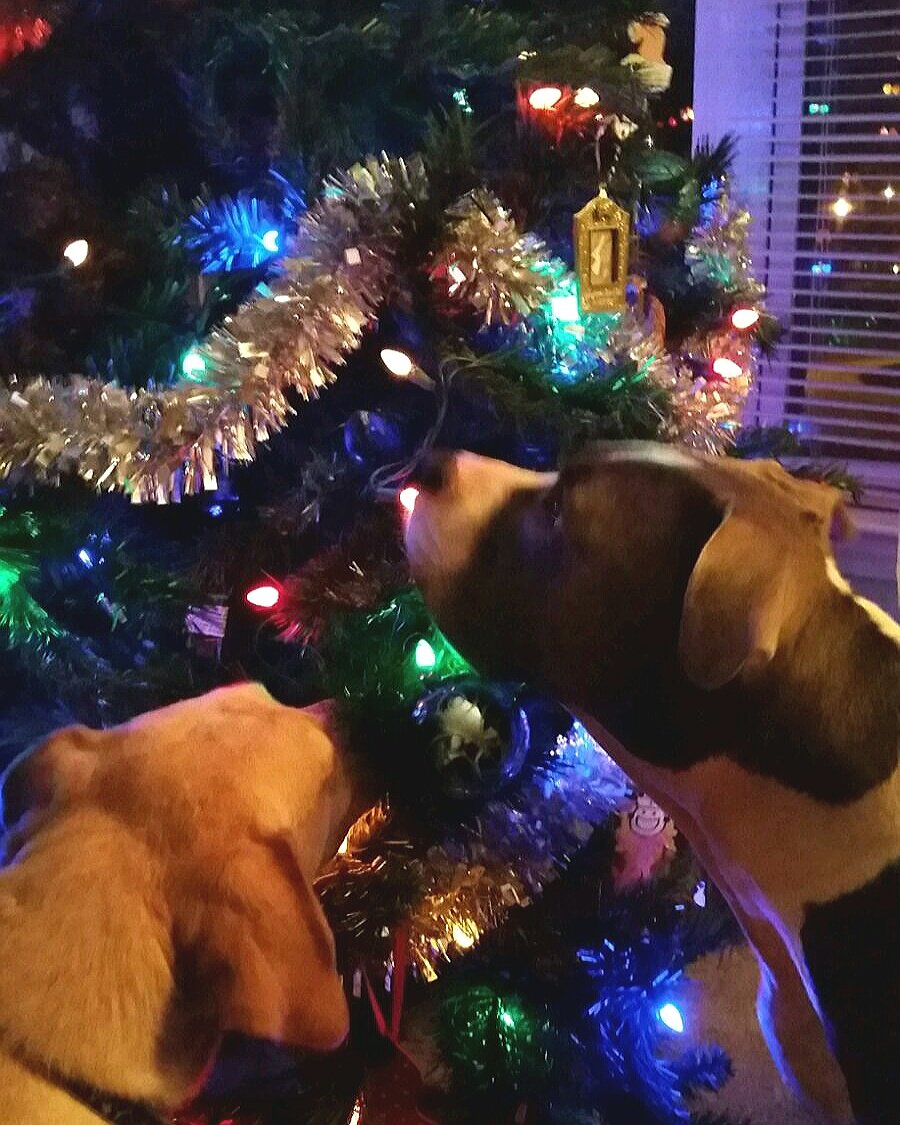 massa_pit's tweet photo. It's beginning to smell a lot like Christmas... 18 days!! #PitmasCountdown #merrychristmas #viciouspitbullfail https://t.co/sFQqyEXiuY