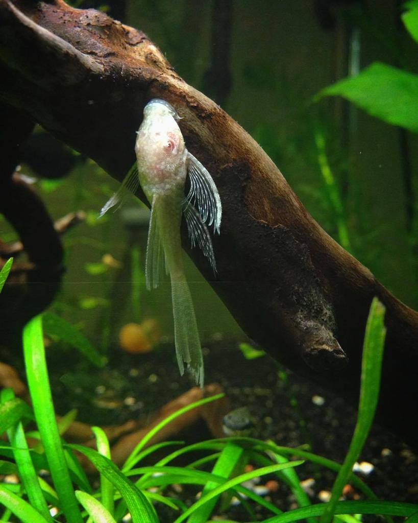 Akvaristan's tweet photo. #akvaristan #aquarium #akvaryum #aquarien Albino longfin red eye pleco #pleco #plecos #plant #plantedtank #planteda… https://t.co/wRBN7hwFp3