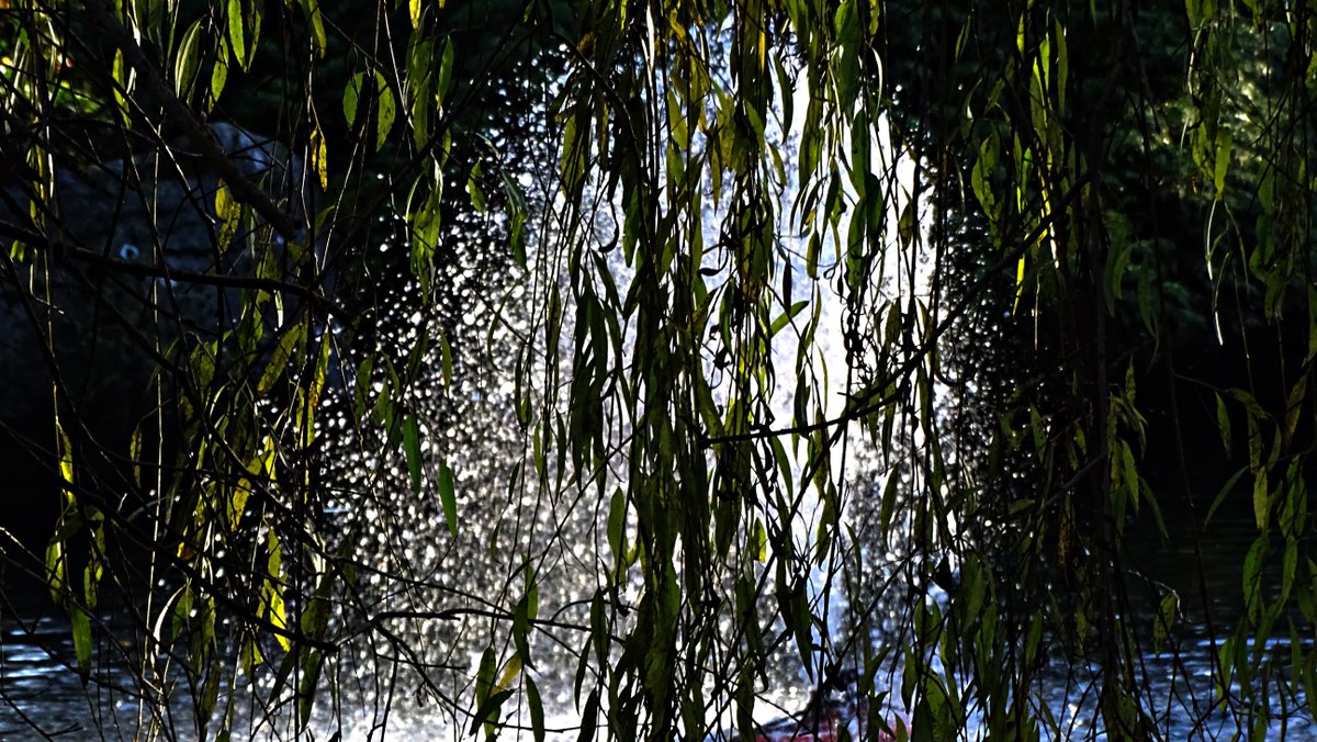 Melissa1183's tweet photo. Photo Prise au parc de la Rhonelle a Valenciennes :). #photographie #photography #photo #nature https://t.co/onZTzC55Ts