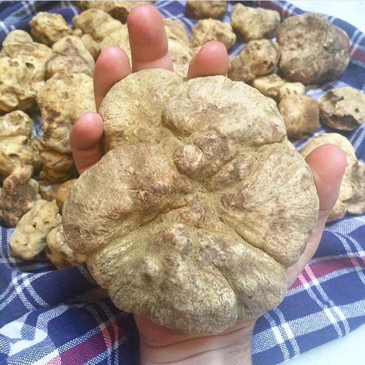 UrbaniTruffles's tweet photo. @mattaccarrino scored the mother of all truffles on his recent #UrbaniTruffle shopping spree! #trufflelover https://t.co/0VFlqp1Flw