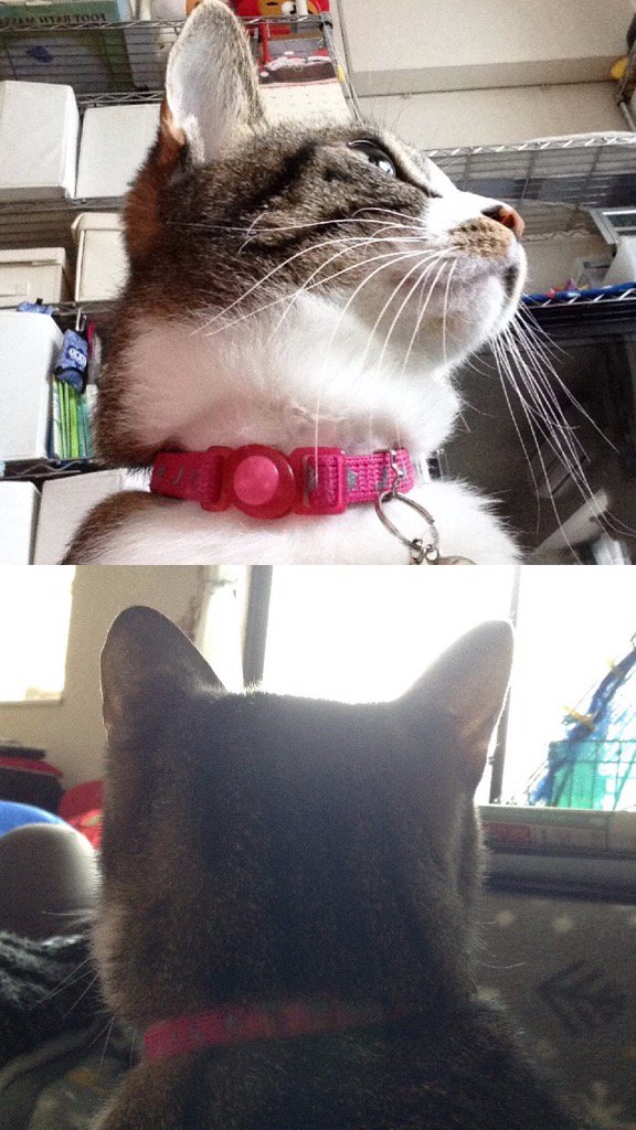 ebisen_ebi's tweet photo. Bird? Muu... was gone #JapanFrontback #mycat https://t.co/rc1bMrLbgj #frontback https://t.co/fYliUIU7tJ