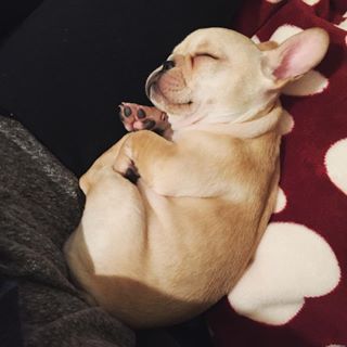 Frenchie_Cute's tweet photo. #sleepyagain #tonton #frenchbulldog #frenchie #snoring #likeaball https://t.co/3aC7t0ATNk https://t.co/nOPlDXPYHo