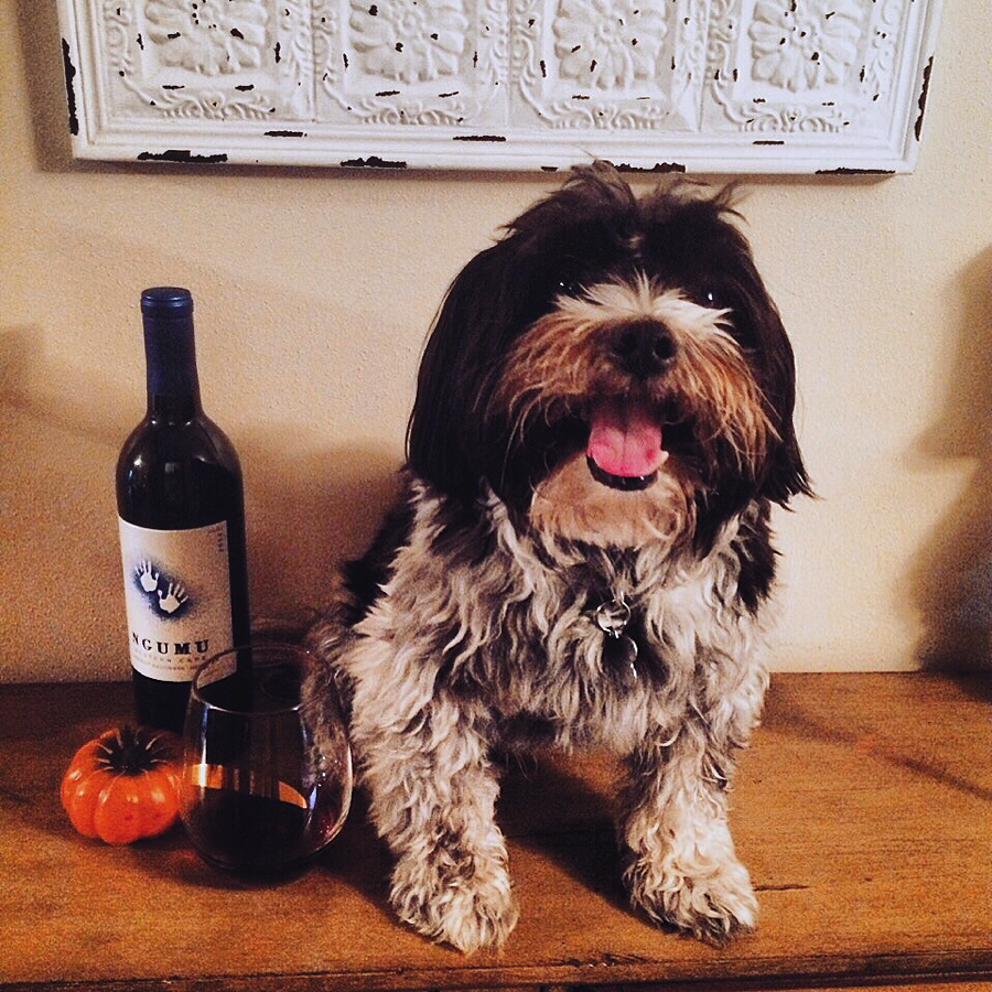BrightCellars's tweet photo. Furry friend love @BrightCellars as much as you do!? Take a pic &amp; tag us- we'll repost them for #MascotMonday! https://t.co/yaHbcHrcoJ