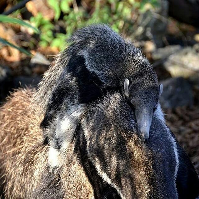 institutojurumi's tweet photo. #MuralTamandua
Simply beautiful #anteater #baby #wildart_rob #longleatofficial #animalsof… https://t.co/GGciu7v95p https://t.co/JLc0KMXL5D