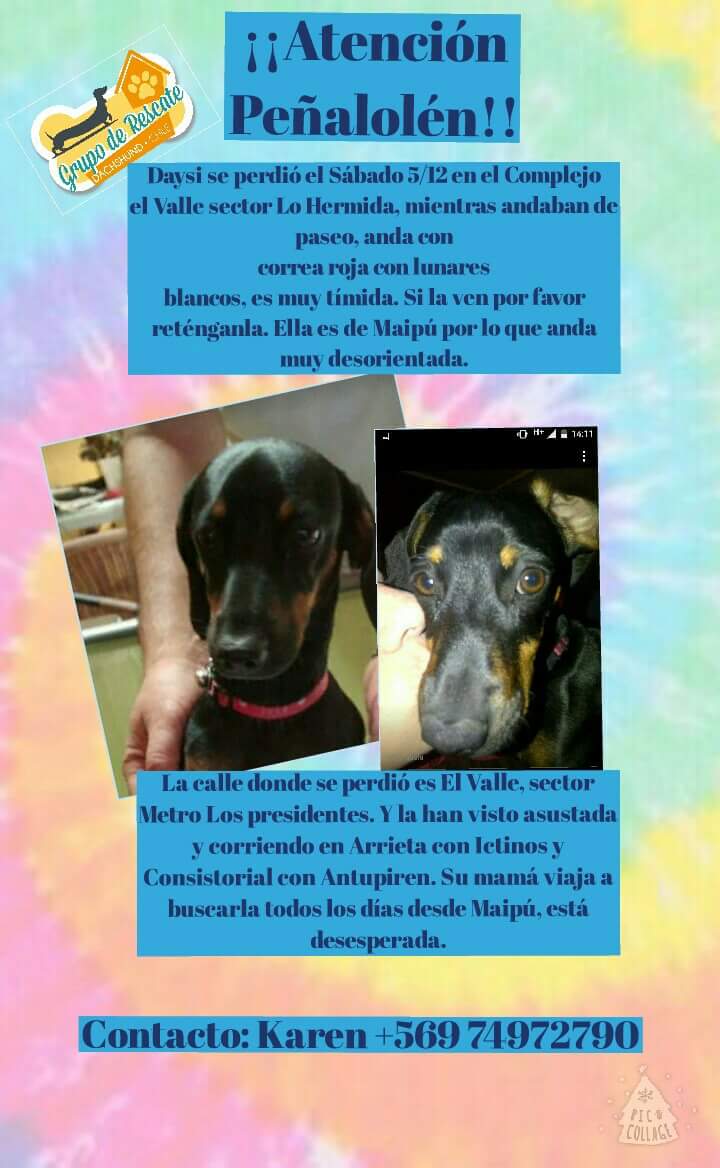 KattyEncina's tweet photo. @penalolen @LOHERMIDATV @j_lohermida  @SOS_Animales @AmorSalchicha @RescatDachshund @lindorfovet @SebaMartinez23 https://t.co/2cvHGv6FHV