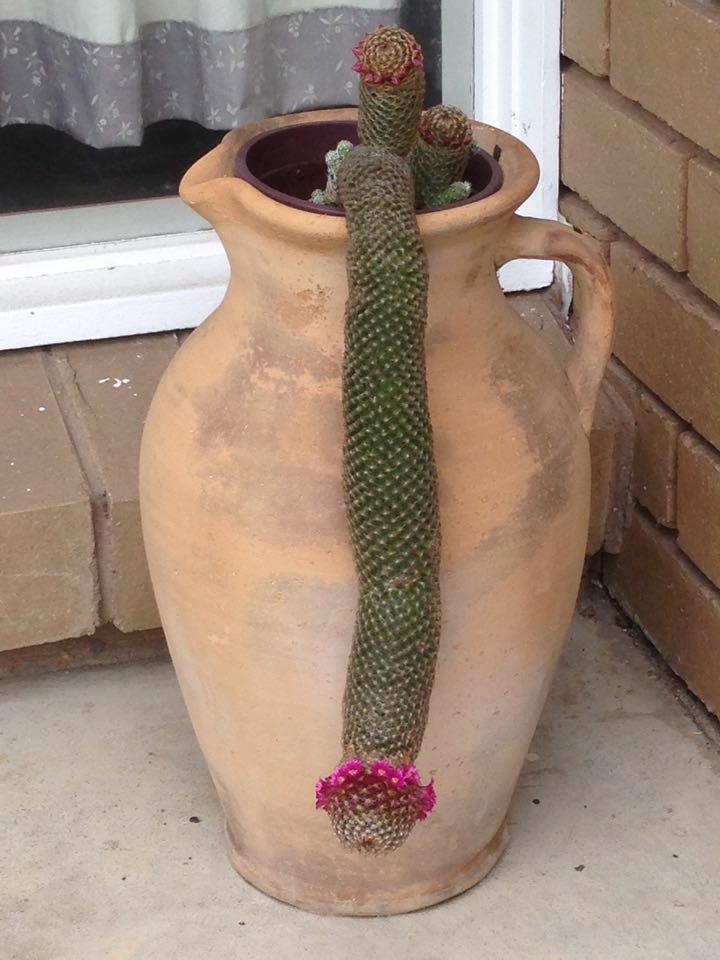 mmm ... My father has grown this succulent at home in a pot. Certainly one for the plant lovers ...