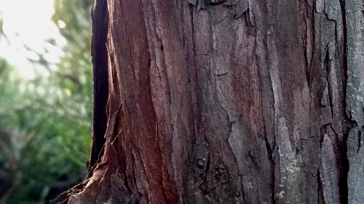 #겨울
향나무의 겨울아침
(20151208/경기/갤S5) 

영원한향기라는 꽃말을가진 향나무입니다. 오늘도 행복한날의 노래가 끊이지 않는하루들 되세요 ~~~^^
youtu.be/70EvLqYvJks