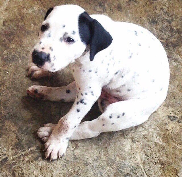 SuperAmpJAM's tweet photo. #Dalmatian#love #superAMP_jam #PRspin #bandroom #hitsong @TCOMAC_SuperAmp @Cisco_CollabJAM @Siibeliitaa @60326_FFM https://t.co/Yp0NJhRbup