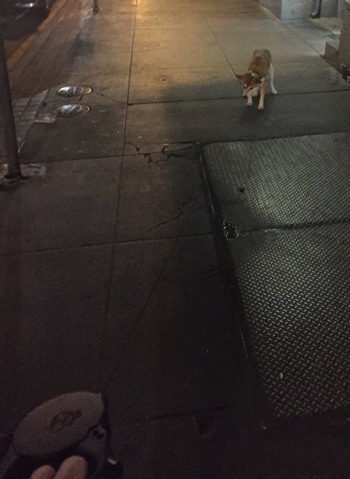 Dagny. Why do you hate outside so much? https://t.co/Z4SjKTPGIU