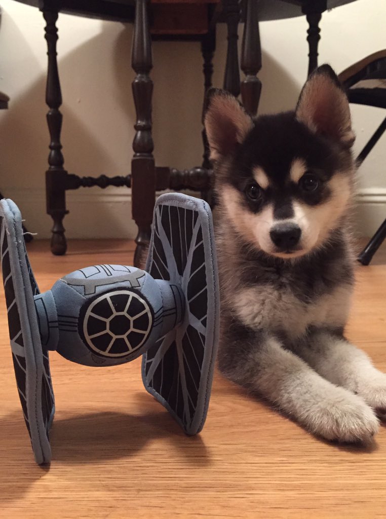 "I find your lack of treats disturbing" <a href="/starwars/">Star Wars</a> #MayTheFansBeWithYou