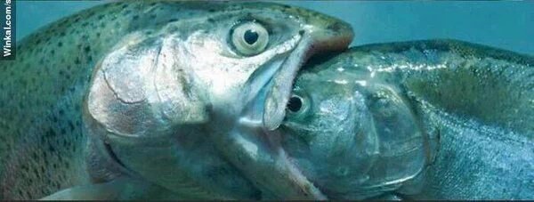 AmorEnTweet's tweet photo. Mi primer beso, descripción gráfica. https://t.co/Ej9OKzD190