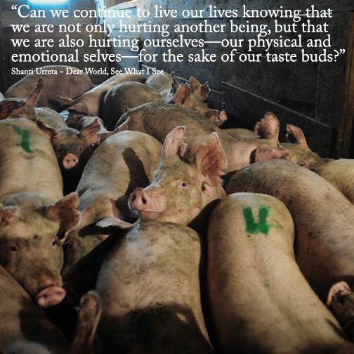 Jemsky_x's tweet photo. Thoughts? #tastebuds #veganfoodshare #bacon #baconforsanta #cancerprevention #compassion #animals #meat #meatcancer https://t.co/6KjlN3CEGD