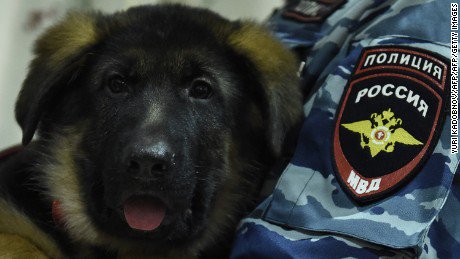 cnni's tweet image. Russia gives France a puppy to replace Diesel, police dog killed in #Paris raid: cnn.it/1M0exQx