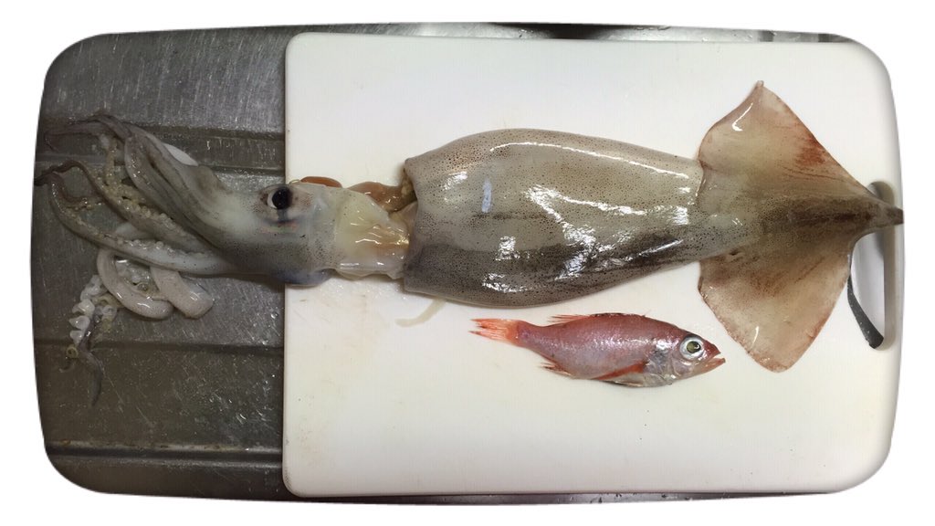 画像 イカをさばこうとしたら お腹 あたま W から魚が出てきた T Co Vvdarbqgba Matomehub まとめハブ 画像 イカをさばこうとしたら お腹 あたま W から魚が出てきた T Co Vvdarbqgba Matomehub まとめハブ