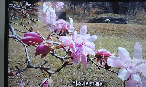 h0102820's tweet photo. 풍경사진 한장 올려봅니다~~
조금 전에 올라온 사진인데 감상해 보세요 ^^~~ https://t.co/brhR5tEiZA