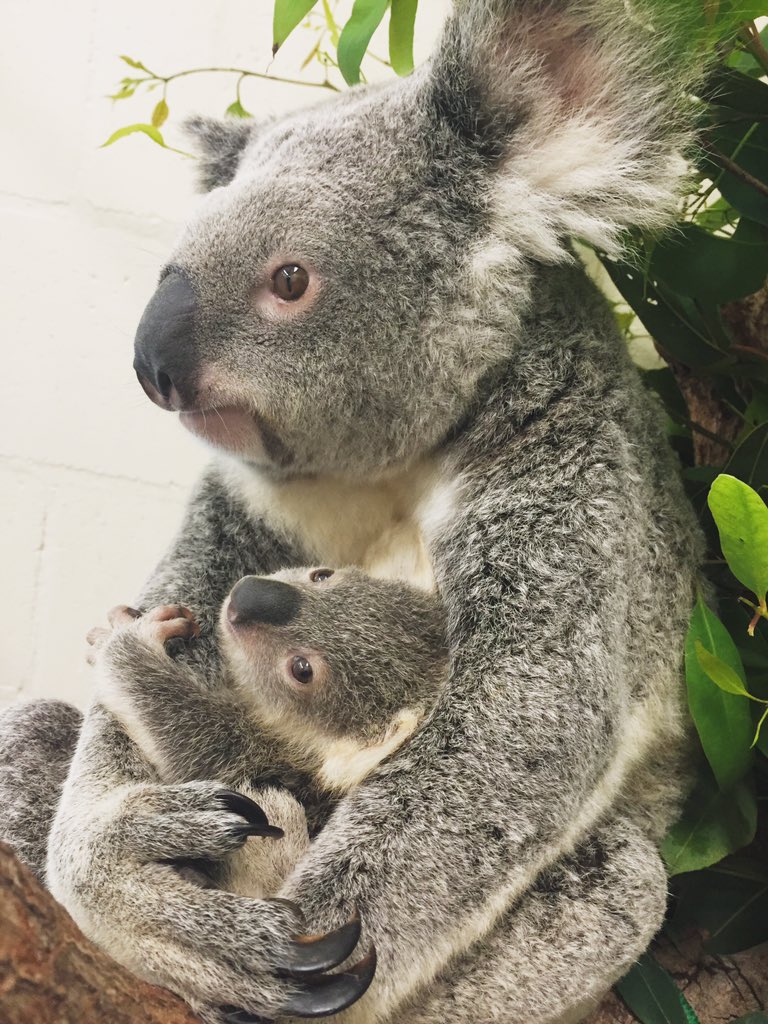 BindiIrwin's tweet image. Can we please just take a moment?
The Australia Zoo Wildlife Hospital.
I live in the most glorious place on earth.