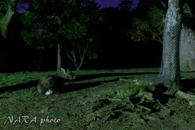 ぽぷぞう Naraphoto On Twitter 夜の奈良公園の鹿 昼間を東大寺