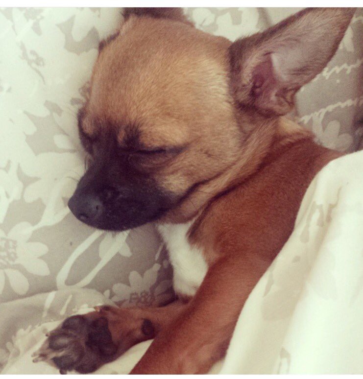 katieee1808's tweet photo. @itvthismorning our tiny little Lola sleeps in our bed she gives the best cuddles 💕 https://t.co/qdFwjNTLXM