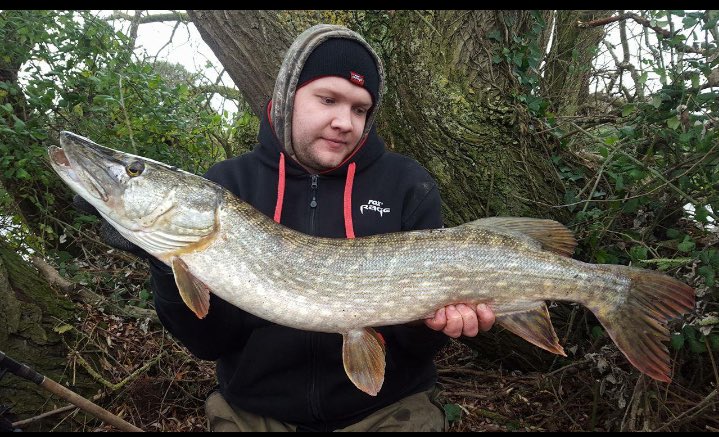 DibbleJason's tweet image. P.B #croc #pike