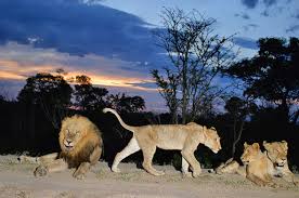 Take not of the new arrival system for day visitors at the Kruger Park.facebook.com/Rhino-Shuttles…