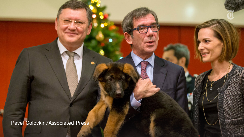 nytimes's tweet photo. Russia gives France a puppy to replace police dog killed in Paris raid https://t.co/N6W2uIsOkB https://t.co/qA9G3Ybf2k