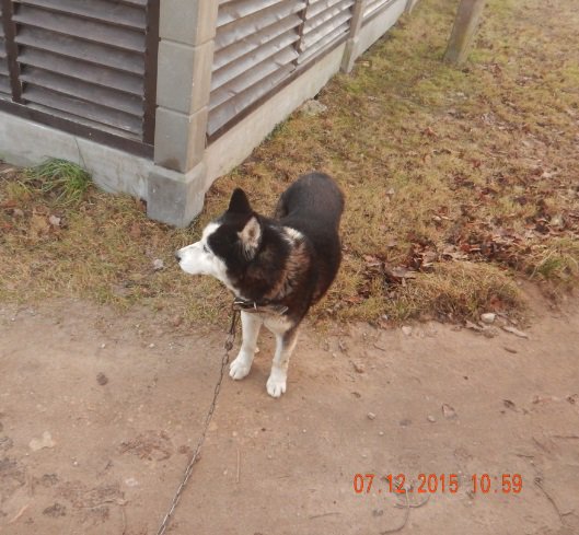 Brūkleņu ielā 118 atrasts haskija sugas suns, melnā krāsā ar baltiem plankumiem. Suns nodots ZS "Mežvairogi".