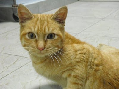 Congatos's tweet photo. Ulises sobrevivió a un atropello. Ahora, recuperado, busca familia en #Badajoz, https://t.co/uJGsIBQwHb @lagatakira https://t.co/S49p6DISlN