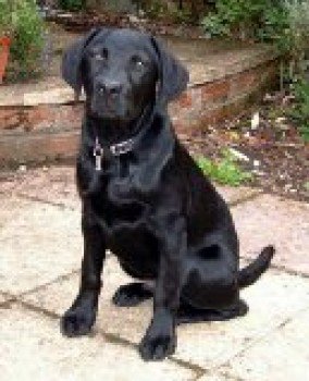 millypod1's tweet photo. #Lost Black Labrador Retriever Male
In #CharnwoodWater #Loughborough #Leicestershire #LE11
https://t.co/g6oNplDiMD https://t.co/8lUCD88Swr