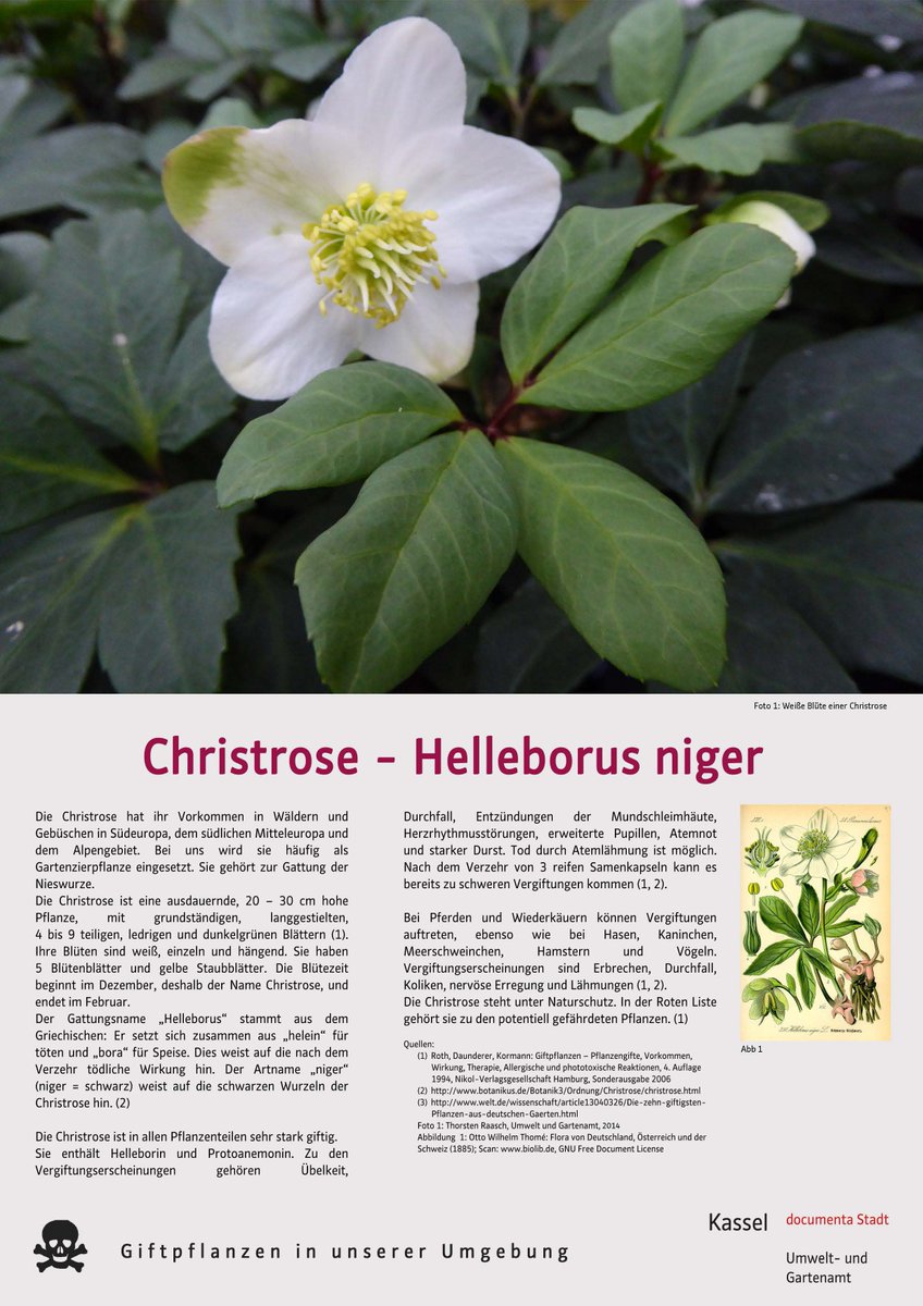 Ein weiterer Teil unserer Serie #Giftpflanzen in #Kassel: #Christrose (mic) https://t.co/n7c4N7zHxW