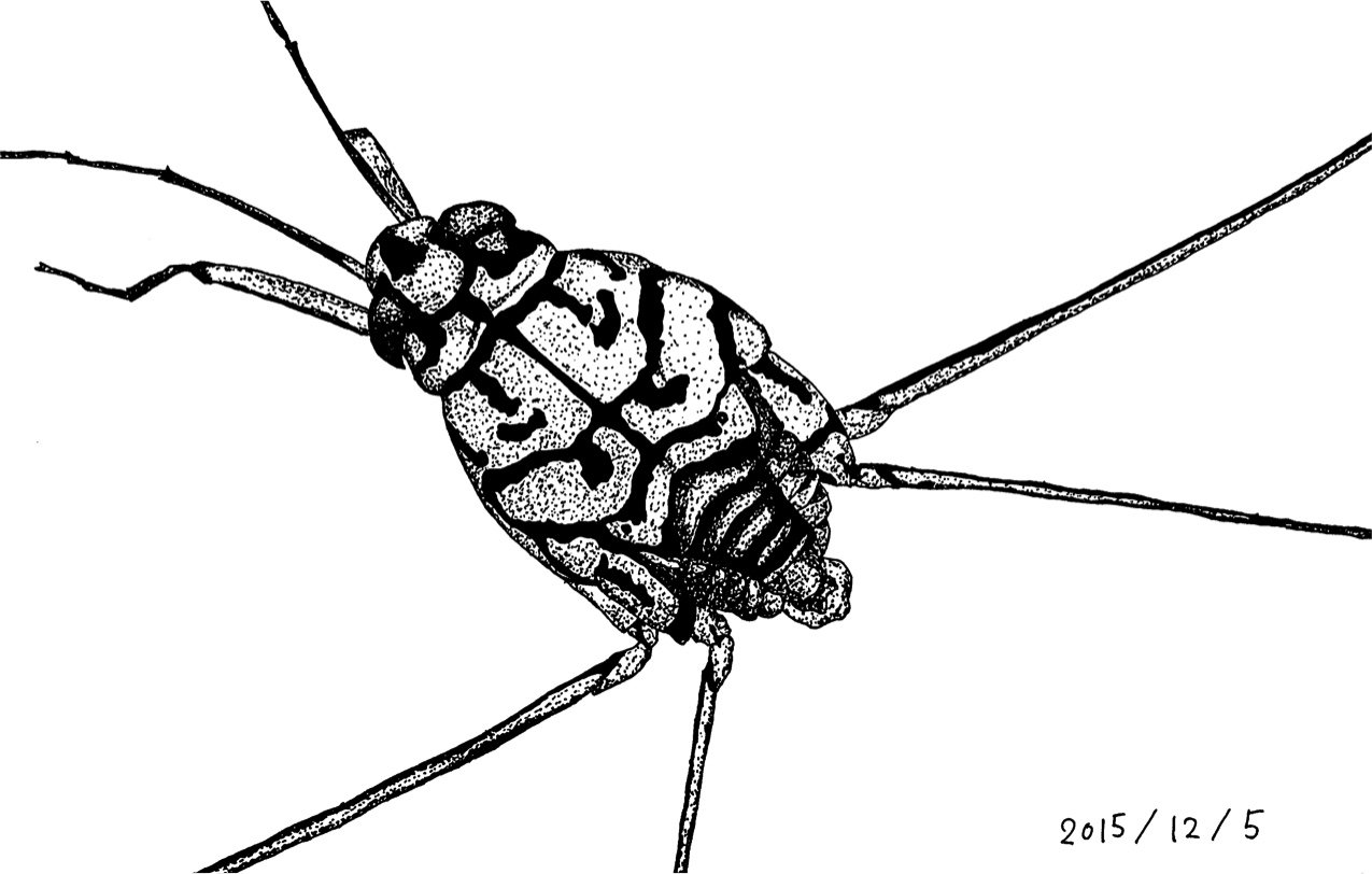 生物30分ボールペンスケッチ Bisketch08 Twitter