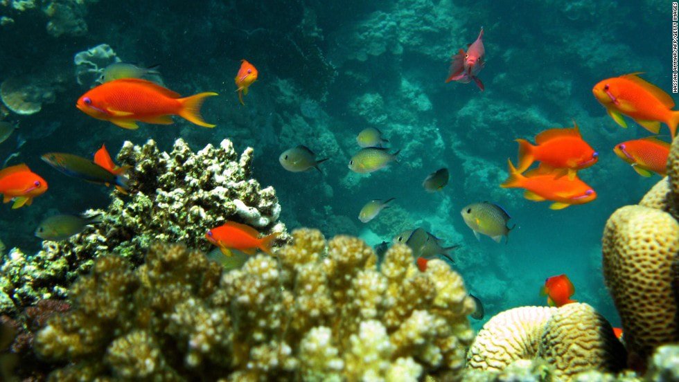 GPUKoceans's tweet photo. "#Oceans are the biggest single life support system on the planet":
https://t.co/dtguKgbXxa https://t.co/rurAaXbjbw