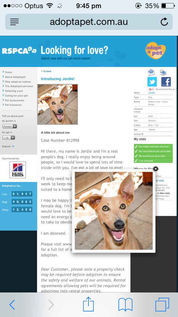 crystalmoyle's tweet photo. On adoptapet and came across Jordie his photo has made my night 😂 https://t.co/MOS5NLyvH5
