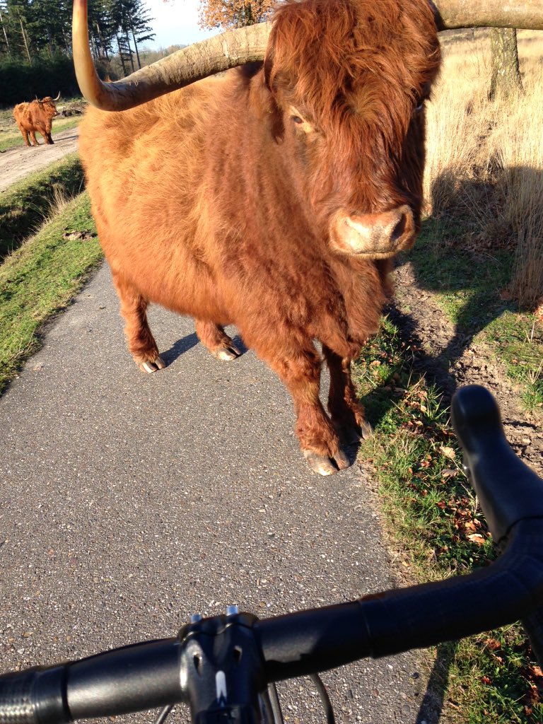 spillenbeen's tweet photo. Lekker vakantie van #ssnb zie ik toch nog beren op mijn weg https://t.co/XUN0XagBgB