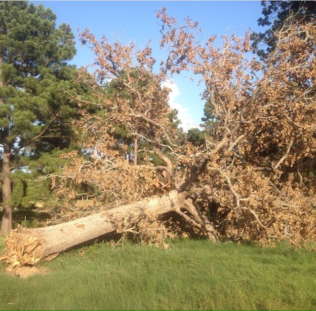 Todd_duh_Godd's tweet photo. @PresRichard don't vote for radical republicans. VP Trevor Allred claims that his favorite word is deforestation. https://t.co/60yHjXi6xY